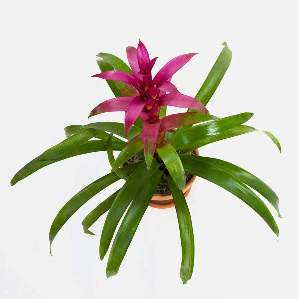 Bromeliad