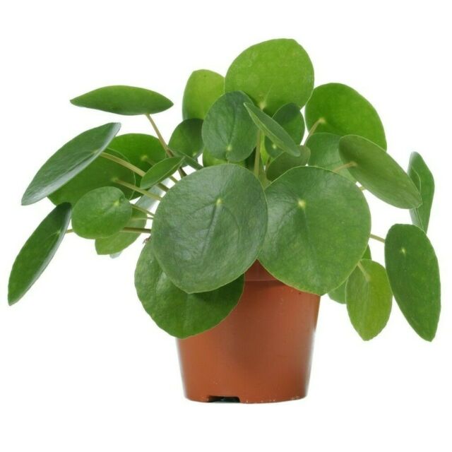 Pilea Plant