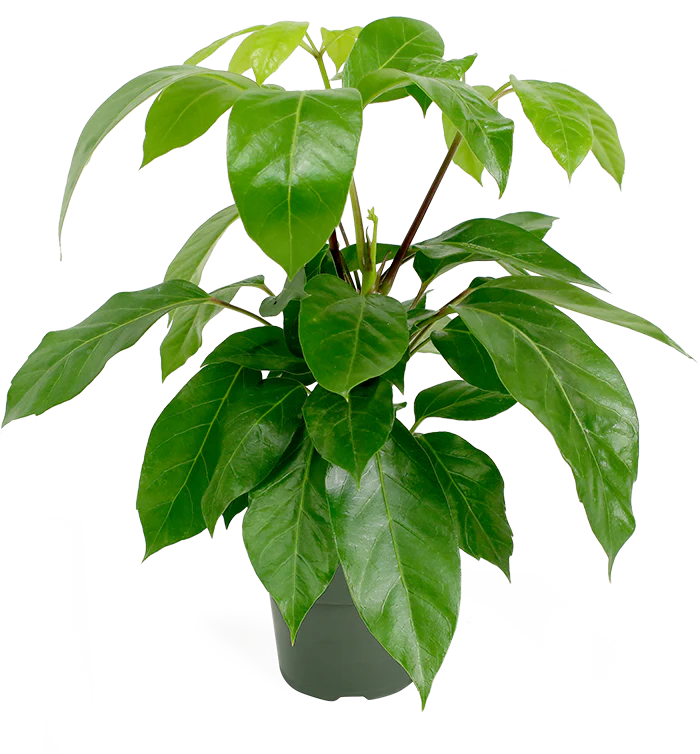 Schefflera alpine