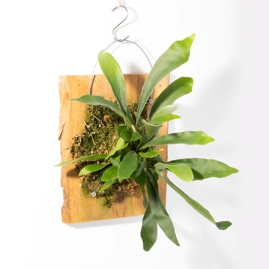 Staghorn Fern