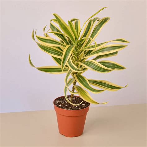 Song of India (Dracaena reflexa)