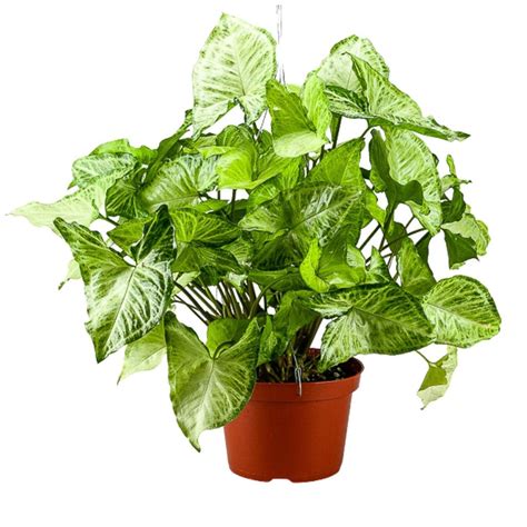 Arrowhead Plant