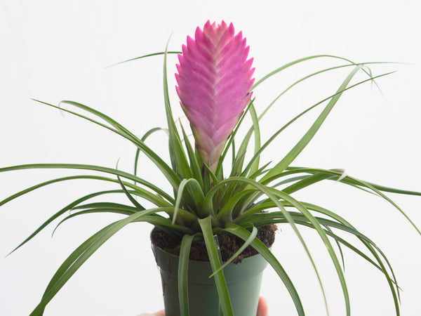 quill leaf air plant Pink Quill – Uvida Shop: Boston's first Zero Waste Store