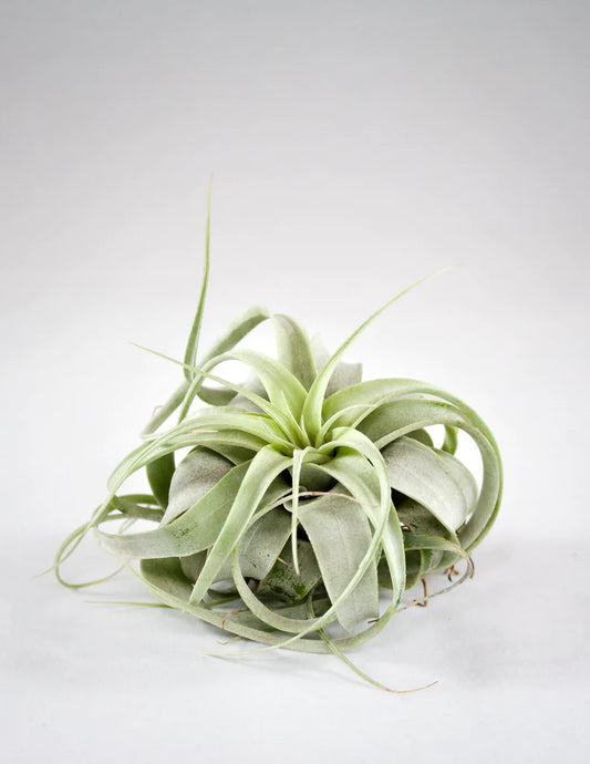 Xerographica Air Plant